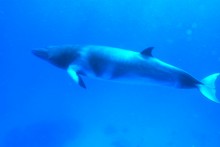 Minke Whale