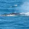 Humpback Whale encounter for Silversonic Passengers   