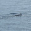 Five Endangered Species Sei Whales sighted at Agincourt Reef