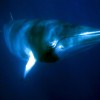 Minke Whale