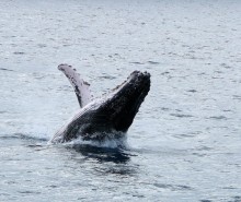 Humpback Whale