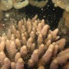 See the annual Coral Spawning phenomenon with Silverswift & the Night Dive!