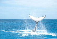 Humpback Whale