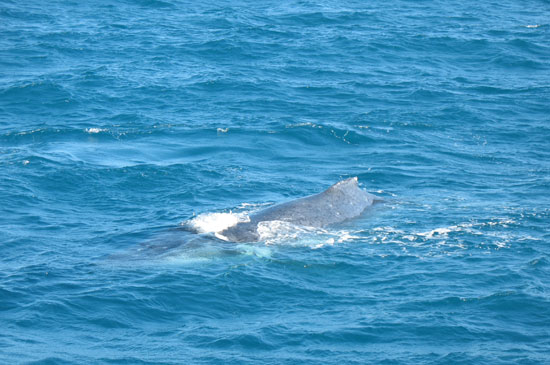 Humpback on Silversonic