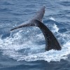 Whale Encounter up Close - Video