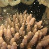 coral spawning dive