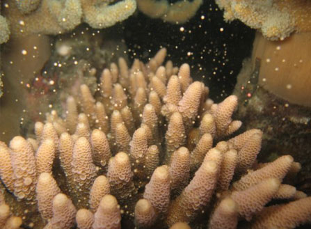 coral spawning dive