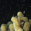 Coral Spawning 2011