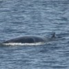 Mother and baby Sei Whale sighted by Silversonic