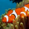 BBC Great Barrier Reef Documentary - Showcasing the amazing Great Barrier Reef