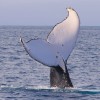 Awesome whale sightings