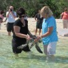 Green Island Turtle Release