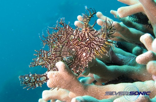 Weedy Scorpion Fish