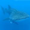 Whale Shark