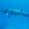 Minke whale