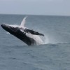 Humpback Whales