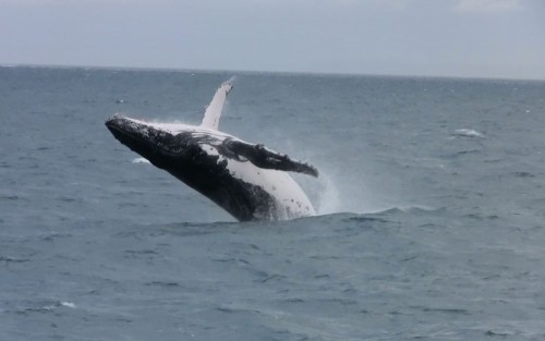 Humpback Whale spotted off Silversonic