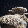 Coral Spawning on the Great Barrier Reef