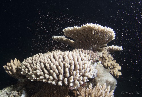 Coral Spawning on the Great Barrier Reef