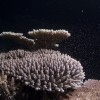 Coral Spawning Dives