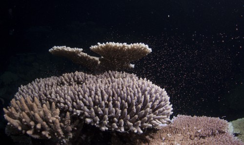 Coral Spawning Dives