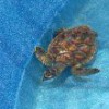 Baby Turtle Rescue