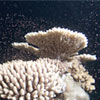 coral spawning dives