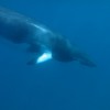 Minke Whale - Photo Credit: Xavier Keir