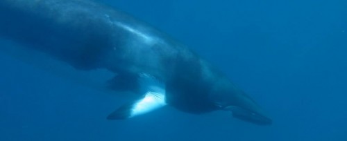 minke whale