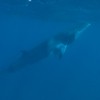 Minke Whale - Photo Credit: Xavier Keir