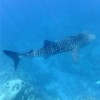 Whale Shark swims with Silverswift Divers