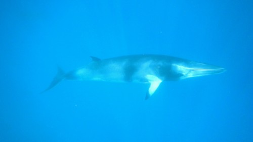 Minke Whale on Silversonic