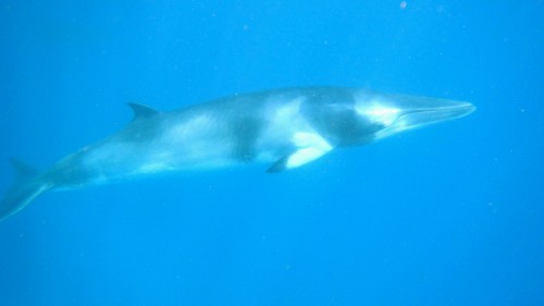 Minke Whale on Silversonic