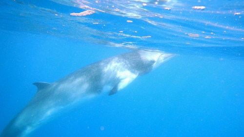 Minke Whale on Silversonic