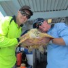 Wildlife Rescue of a Turtle on the Great Barrier Reef