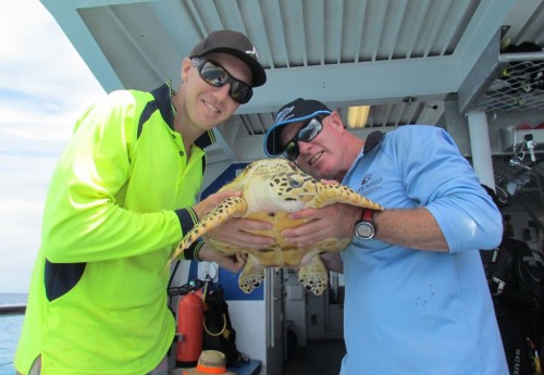 Wildlife Rescue of a Turtle on the Great Barrier Reef