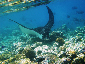 Great Barrier Reef Manta Ray