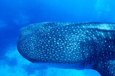 Silversonic passengers' incredible experience - swimming with a whale shark