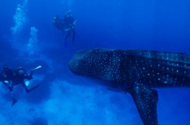 Silversonic passengers' incredible experience - swimming with a whale shark