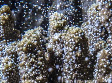Coral Spawning - a natural phenomenon
