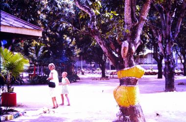 Green Island Bikini Tree, a blast from the past!