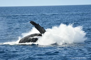 Sensational Cetaceans! Amazing whale encounters