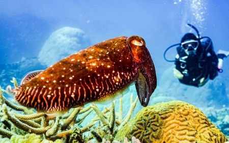 Cuttlefish - Masters of Camouflage!