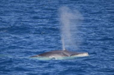 Rare sighting of Omura's Whale