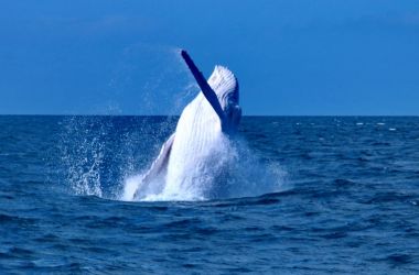 Whale season kicks off