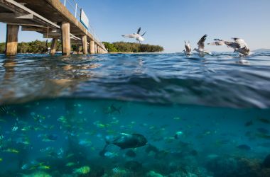 New daily marine biologist activity program for Resort guests