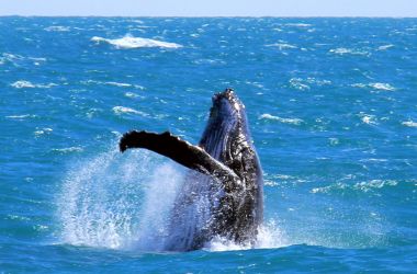 Whale season kicks off