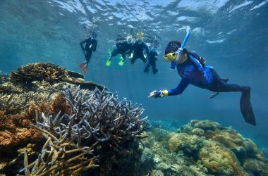 New resource website for Reef Biosearch