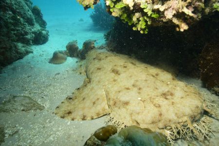 Tasselled Wobbegong